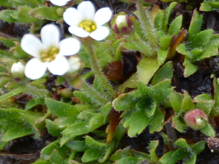Saxifraga androsacea / Sassifraga rosulata